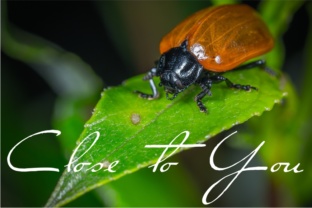 Close to You: A Stylish Script Font